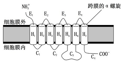 细胞表面的智能传感器：G蛋白偶联受体——2012年诺贝尔化学奖解读