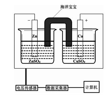 海洋宝宝运用于盐桥制作的探究