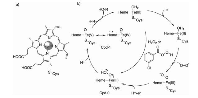铁-卟啉氧化还原酶体系催化机理的新解