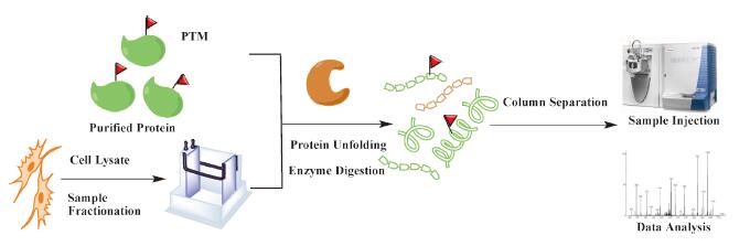 串级质谱应用于蛋白质科学研究的实例介绍