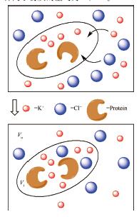 离子-大分子半透膜扩散体系唐南平衡的建模计算与分析讨论