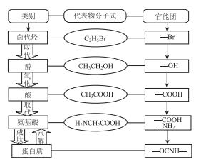 人教版化学教材中部分有机化合物的衔接性分析——以“卤代烃、醇、酸、氨基酸”为例