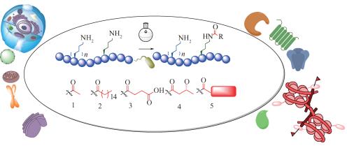 非天然氨基酸引入法制备含有新型赖氨酸翻译后修饰蛋白质