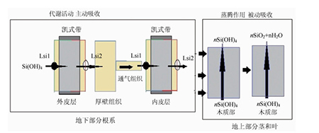 硅对农作物生长的影响