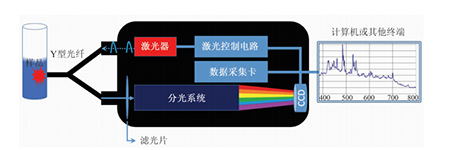 应用手持微型激光荧光光谱仪测定常见蔬果中的花青素