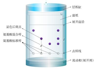 纸色谱分离氨基酸实验原理详解