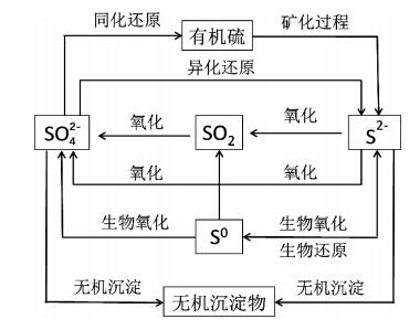 脱硫菌在自然界硫循环中的作用与意义