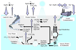 汞的环境生物化学<sup>*</sup>