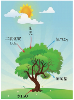 基于“证据推理与模型认知”的有机化合物结构探究<sup>*</sup>——以“葡萄糖分子结构探究”为例