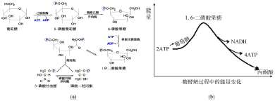 葡萄糖体内氧化中的化学热力学原理