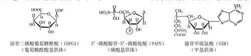 肝脏中的生物转化与人体健康<sup>*</sup>