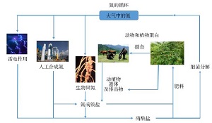 非金属元素氮的同素异形体概述