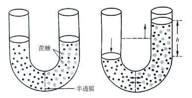 渗透实验装置的改进与研究
