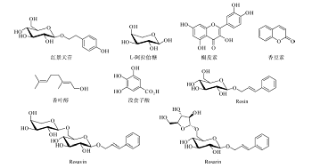 玫瑰红景天研究概述及展望<sup>*</sup>