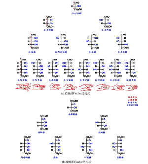 用左手手势巧学常见单糖的结构式<sup>*</sup>