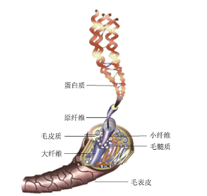 从化学视角剖析烫发、染发原理及顺序<sup>*</sup>