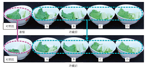 基于STEM理念的中学化学创新实验“自制新型保鲜膜”<sup>*</sup>