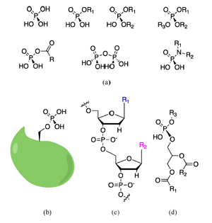 从磷酸酯化学刍议各类磷酸酶和三磷酸核苷酶的生物化学转化与机制