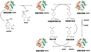 生物催化概念下苯佐卡因合成实验的改进<sup>*</sup>