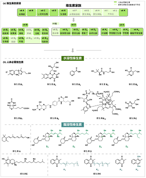 维生素的家谱<sup>*</sup>