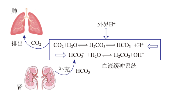 基于深度学习的“水溶液中的离子平衡”单元复习课<sup>*</sup>——人体中的酸碱平衡