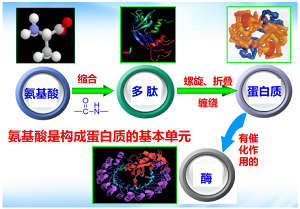 Application of Question Chain Teaching Method in Medical Organic Chemistry: Amino Acids and Peptides