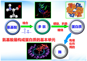 问题链式教学法在医用有机化学教学中的应用<sup>*</sup>——氨基酸和多肽