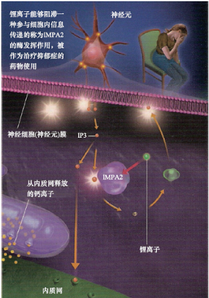 锂的生理作用和医疗用途——小粒子大作用