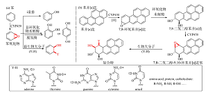 Ⅰ类化学致癌物致癌机制的探讨<sup>*</sup>