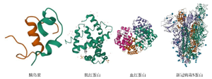 生物化学教学案例的构建<sup>*</sup>——人工智能预测蛋白质结构
