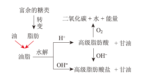 基于真实情境和模型构建的跨学科主题教学设计——糖类、油脂和蛋白质