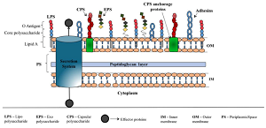 革兰氏阴性菌细胞表面多糖的应用潜力