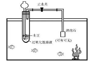 Interdisciplinary Practical Activities Design of “Self-Made Simple Fish Pump” in Junior High School Chemistry