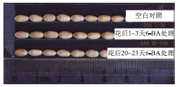 农作物生长的好帮手——细胞分裂素
