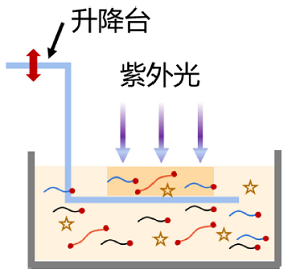 让材料“活”起来——光固化4D打印在高分子材料创新实验教学中的运用