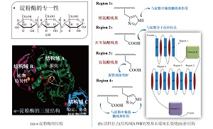 基于深度学习的化学生物跨学科单元教学<sup>*</sup>——设计低升糖指数零卡代糖