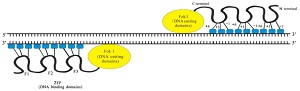 CRISPR-Cas9基因编辑技术的应用与展望