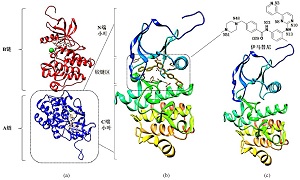 “Chimera+MolAICal”软件在药物化学教学中的应用<sup>*</sup>——伊马替尼与蛋白酪氨酸激酶的分子对接