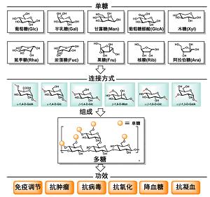 天然多糖的分子结构与生物活性功能<sup>*</sup>