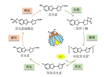 生物发光中的化学反应<sup>*</sup>