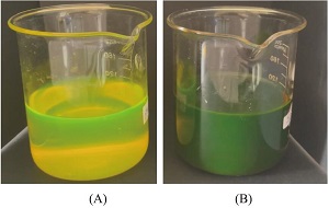 化学发光反应及荧光素应用的实验探究<sup>*</sup>——荧光染色、荧光造影及荧光检测病毒