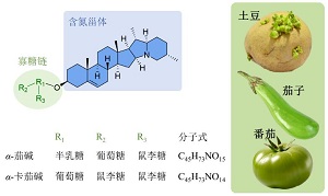 食物中有毒生物碱的化学结构与毒性机理<sup>*</sup>
