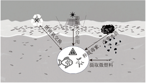 中学化学教学中生态环境保护意识的培养——微塑料的环境污染行为与防控治理