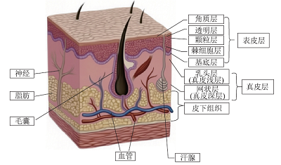 文身的生物化学原理及文身墨水和颜料的化学成分<sup>*</sup>