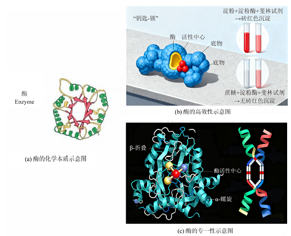 化学-生物跨学科项目式学习——探究酶和化学催化剂对化学反应速率的影响
