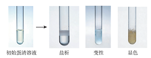 基于可视化的蛋白质盐析、变性及显色性质实验趣味改进