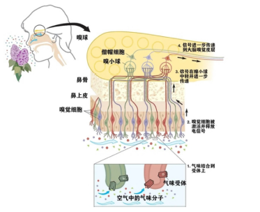 植物精油的化学成分、香气机理、生理效应及科学安全使用<sup>*</sup>