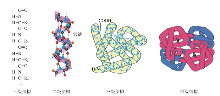 贯穿类比推理-模型认知-实验探究-证据推理的高中化学“酰胺”项目式教学——设计真丝织物洗护科普卡