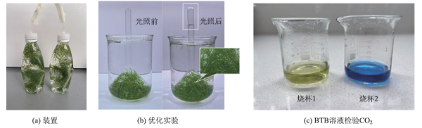 手持技术探究绿植光合和呼吸作用的气体释放差异<sup>*</sup>