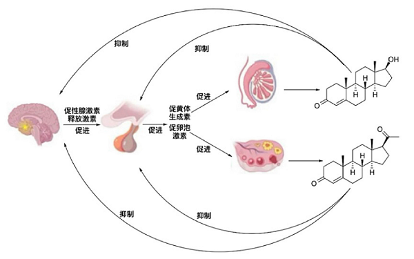 化学操控肌肉的边界:外源性类固醇的分子作用机制与社会伦理辨析<sup>*</sup>